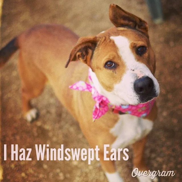 #Austinites looking for a calm, gentle, easy dog: head to #TLAC (1156 Cesar Chavez in #ATX) and #adopt Janie from kennel 60. She’s potty-trained, affectionate and obviously rocks a great set of #ears π°ππΎ #Overgram #instagood #photooftheday #igers #picoftheday #austinanimalcenter #oddears #mutts #shelterdogs #iphonography #dogsofig #bestoftheday #adoptme #adoptdontshop #instagramers #shoutout #muttsrule–posted by skylinepetcare on Instagram