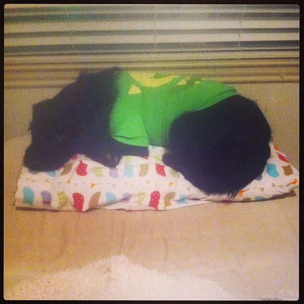 I see my pillow is already taken. #huck #bedtime #funny #mutt #terrier #sleepingdog–posted by chelsearoseknows on Instagram