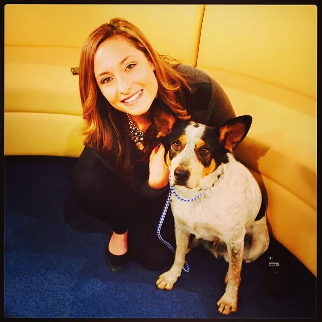 Pivo and his #hugeears at #Fox7 shooting the #Petoftheweek spot with @scarlettgreyson - tune in tomorrow morning to see him, or just head to TLAC (1156 Cesar Chavez in #ATX) to adopt this cute #cattledog today! –posted by chantwall on Instagram