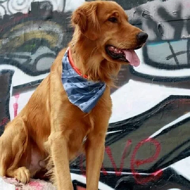 #goldenretriever #austin #atxk9 #atx #graffiti #art #son #awesome #myboy #dog #puppy #dogsofinstagram #golden #pup–posted by atx_k9 on Instagram