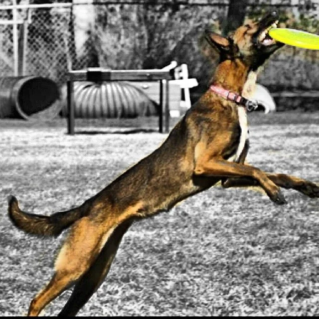 #discdog #malinois #maligator #austin #atxk9 #k9 #reachforthestars #frisbee–posted by atx_k9 on Instagram
