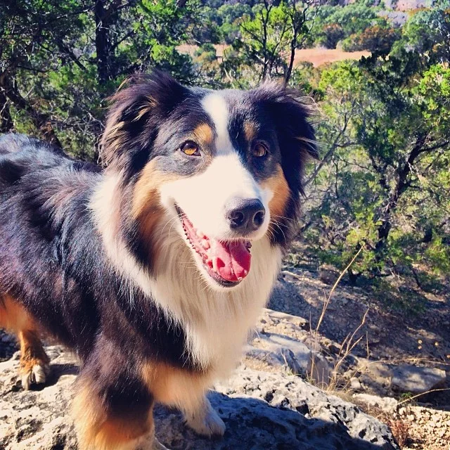 Queen of all she sees #thenakeddog #austin #hiking #boarding #training #atx #dogsofaustin #dogsofinstagram #australianshepherd #aussie–posted by thenakeddog on Instagram