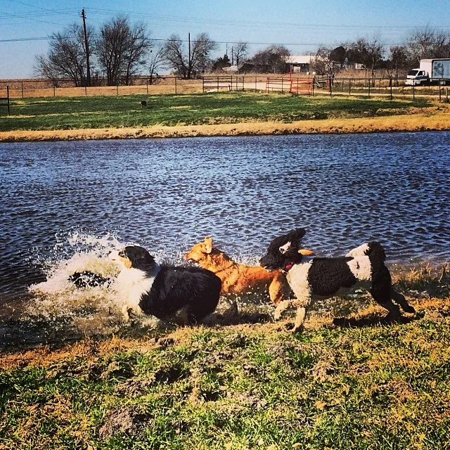 Splash! #thenakeddog #austin #hiking #boarding #training #atx #dogsofaustin #dogsofinstagram–posted by thenakeddog on Instagram