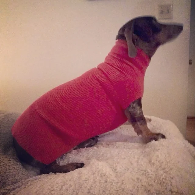 Reesie modeling my first attempt at making a shirt for him. #dachshund #dogsinaustin–posted by karensinaustin on Instagram