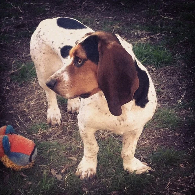 Waffles playing in the bsckyard. #bassethound #dogsinaustin–posted by karensinaustin on Instagram