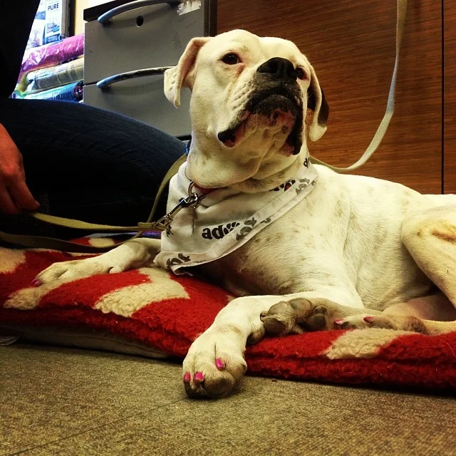 Janey with painted nails, so people stop calling her a boy! #adoptme #nails #boxer #doglover #work–posted by pawticular on Instagram