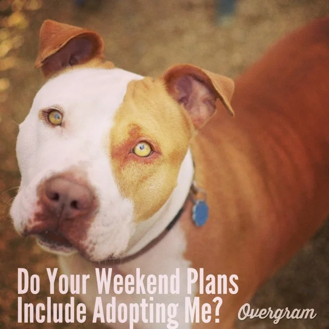 Tessie wants to make your #weekend terrific - if you #adopt her, it will be! After 222 days at #AustinAnimalCenter, she’s ready for a family of her own👪🐶 #Overgram #instagood #photooftheday #igers #atxevents #pittiesrule #instagramhub #adoptdontshop #adoptme #petphotography #muttsofig #bestoftheday #tlac #muttmemes #instagramers #shoutout #fslc–posted by skylinepetcare on Instagram