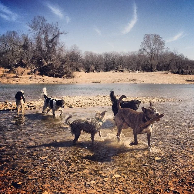 The gang #thenakeddog #austin #hiking #boarding #training #atx #dogsofaustin #dogsofinstagram–posted by thenakeddog on Instagram