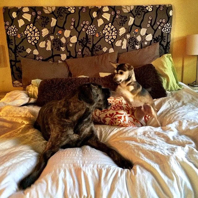 About 30 minutes after I made my bed, Wrestlemania commenced. Proof that dogs are lousy housekeepers. –posted by austindirtydog on Instagram