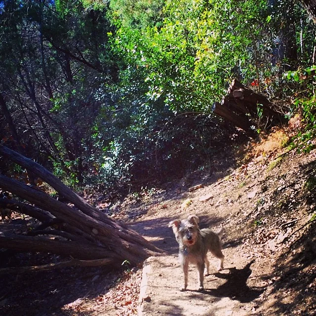 Portrait of a Gusgus #thenakeddog #austin #hiking #boarding #training #atx #dogsofaustin #dogsofinstagram–posted by thenakeddog on Instagram