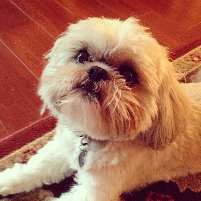 GAUCHO!!❤️❤️ Freshly trimmed by Chelsea at the south dirty dog location.–posted by mutherguz on Instagram