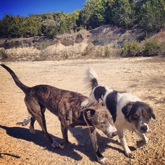 Seeesters #thenakeddog #austin #hiking #boarding #training #atx #dogsofaustin #dogsofinstagram–posted by thenakeddog on Instagram