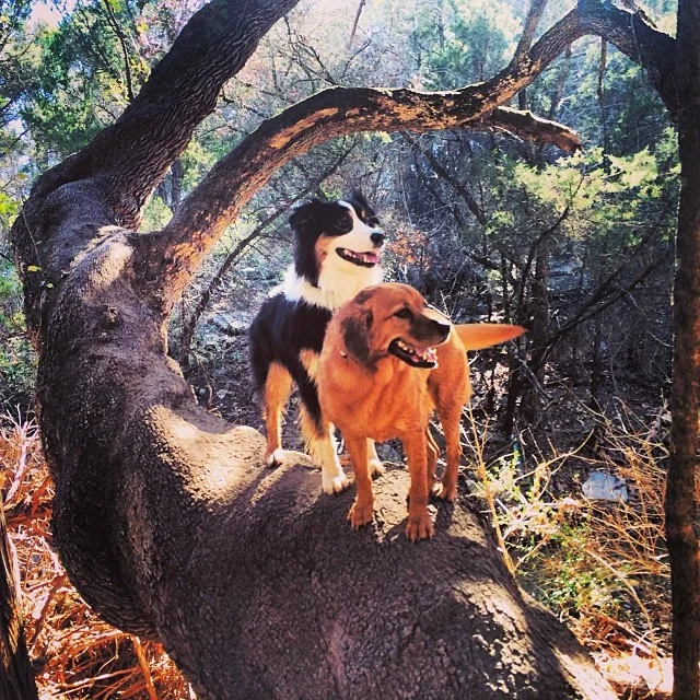 The view from on top #thenakeddog #austin #hiking #boarding #training #atx #dogsofaustin #dogsofinstagram–posted by thenakeddog on Instagram