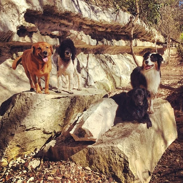 Family photo #thenakeddog #austin #hiking #boarding #training #atx #dogsofaustin #dogsofinstagram–posted by thenakeddog on Instagram