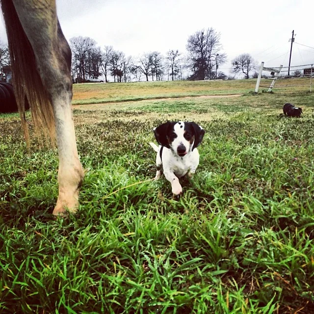 Zydeco makes a slightly bigger friend #thenakeddog #austin #hiking #boarding #training #atx #dogsofaustin #dogsofinstagram–posted by thenakeddog on Instagram
