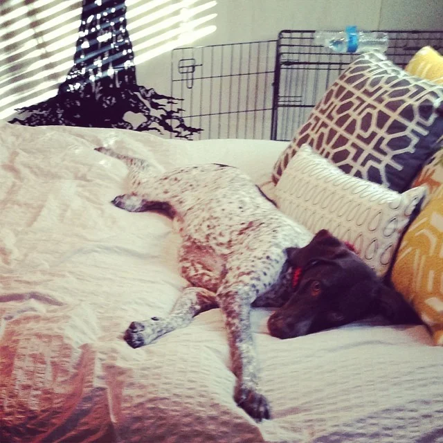 “I’m good here mom no worries…” #germanpointerofinstagram #gsplove #gsparo #germanshorthairedpointer #birddog #birddogoftheday #gsp #instagsp #instadog #austingsp–posted by gsparo on Instagram