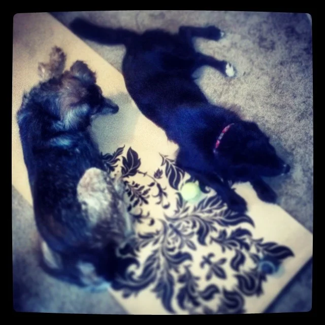 I think they think they’re helping? #yoga #downwardfacingdogs –posted by threadedpixels on Instagram