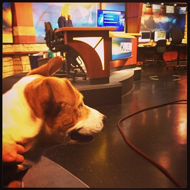 Janie awaits her @kvuenews #Petoftheweek spot while @jademingus delivers the headlines. Adopt calm, gentle Janie at TLAC (1156 Cesar Chavez in #ATX) today! ๐พ #dogsofig #broadcastnews #kvue #atx #mutts–posted by skylinepetcare on Instagram