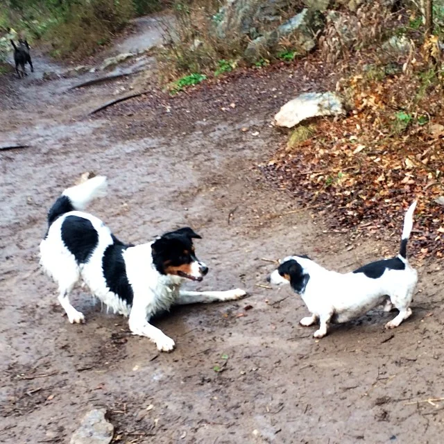 Twins #thenakeddog #austin #hiking #boarding #training #atx #dogsofaustin #dogsofinstagram–posted by thenakeddog on Instagram