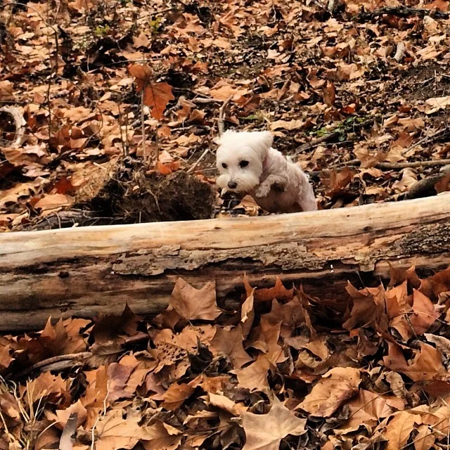 Daisy leaps a log #thenakeddog #austin #hiking #boarding #training #atx #dogsofaustin #dogsofinstagram–posted by thenakeddog on Instagram