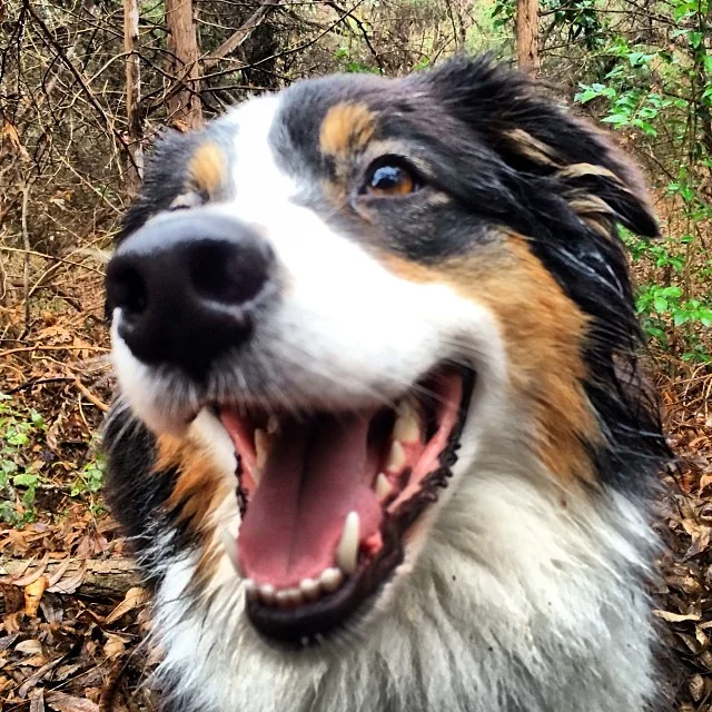 Cassie glamor shot #thenakeddog #austin #hiking #boarding #training #atx #dogsofaustin #dogsofinstagram #aussie #australianshepherd–posted by thenakeddog on Instagram