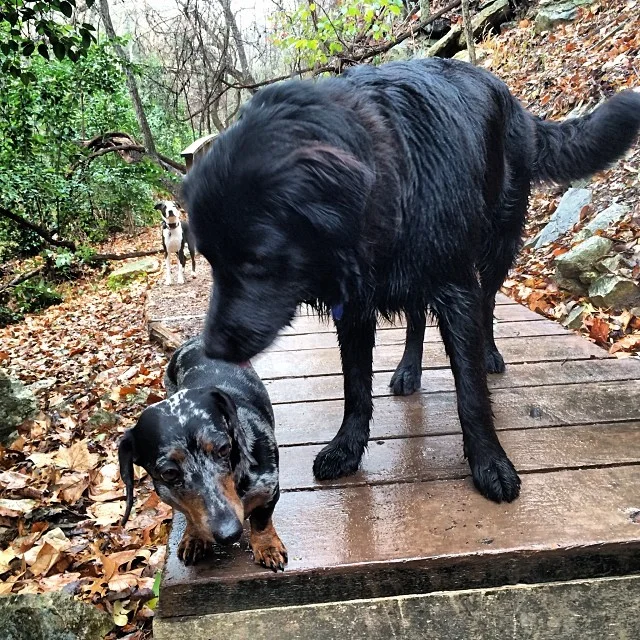 Friends-ish #thenakeddog #austin #hiking #boarding #training #atx #dogsofaustin #dogsofinstagram–posted by thenakeddog on Instagram