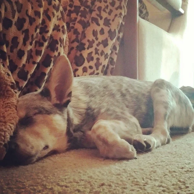 I swear she does more than sleep. #dailypuppy #blueheeler–posted by explodingsnowhorse on Instagram