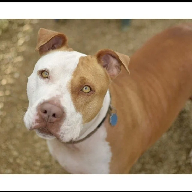 This #people #loving girl with the #beautiful #goldeneyes is Tessie. Affectionate, good on leash, housetrained. Beautiful as the day is long.
Town Lake Animal Center
1156 W. Cesar Chavez
Austin, TX. #upforadoption #adoptdontshop #savealife #saveashelterdog #rescue #foster #adopt #flopdontcrop #pitbullinstagram #foster #atxpibbles #atxdogs #dogsofig #dogsintheatx #apbt #breathtaking #theeyeshaveit #pitmixagram #thetravelingpittie #mustlovebullies #spreadtherumer #picoftheday. #luvabullforever #luv_for_pitbulls–posted by luv_for_pitbulls on Instagram