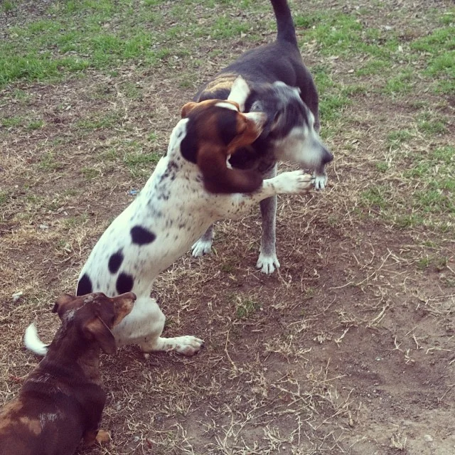 I bopped you in the head. #waffles #bassethound #holly #lab #reesie #dachshund –posted by karensinaustin on Instagram