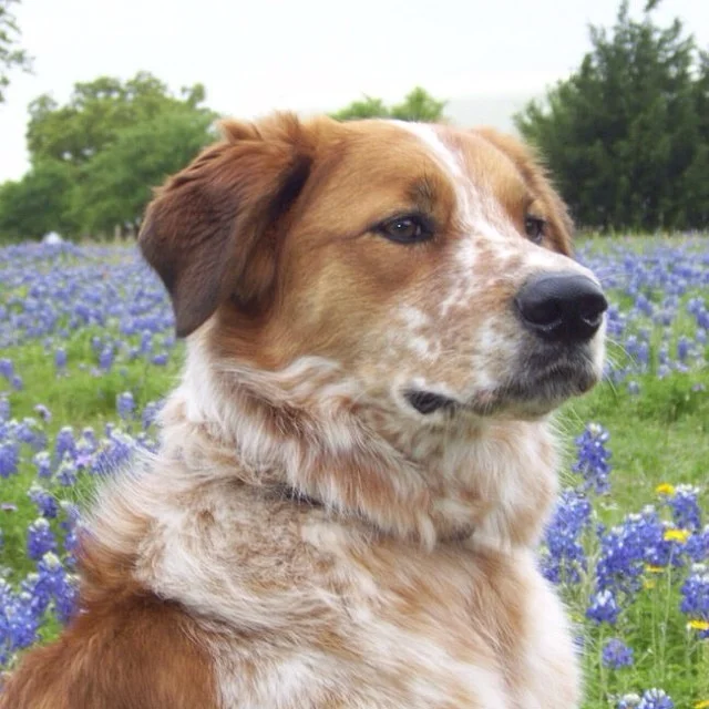 Pet therapy dog Levi is a handsome Border Collie mix and one of the unofficial mascots of Austin Dog Alliance. He can often be seen greeting visitors at the New Hope Ranch.–posted by austindogalliance on Instagram
