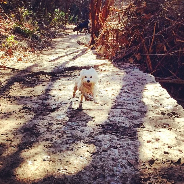 This is one awesome little fluff bal#thenakeddog #austin #hiking #boarding #training #atx #dogsofaustin #dogsofinstagram l–posted by thenakeddog on Instagram