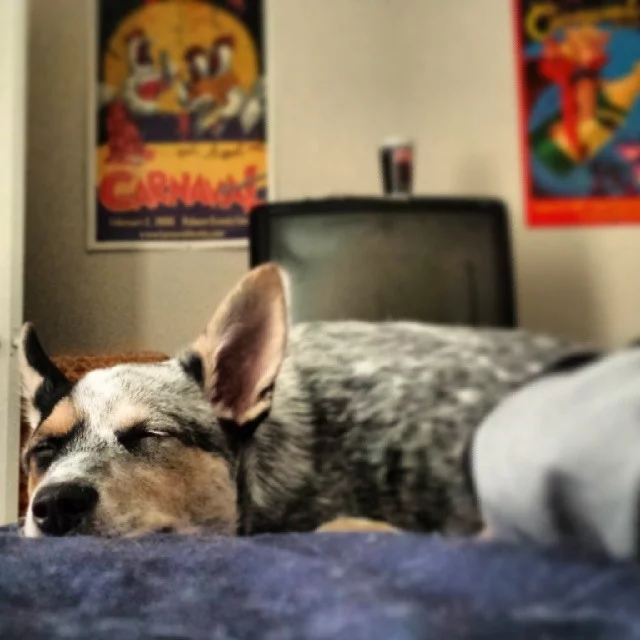 Growing so fast makes a girl sleepy ya know. #blueheeler #dailypuppy–posted by explodingsnowhorse on Instagram
