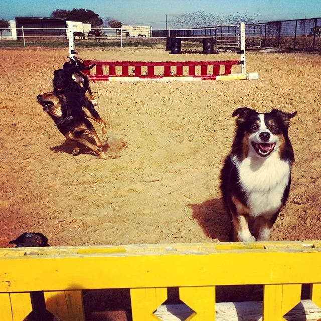 This is an early shot of Cas taking the fence, but it perfectly captured the triple chase on the left #thenakeddog #austin #hiking #boarding #training #atx #dogsofaustin #dogsofinstagram–posted by thenakeddog on Instagram
