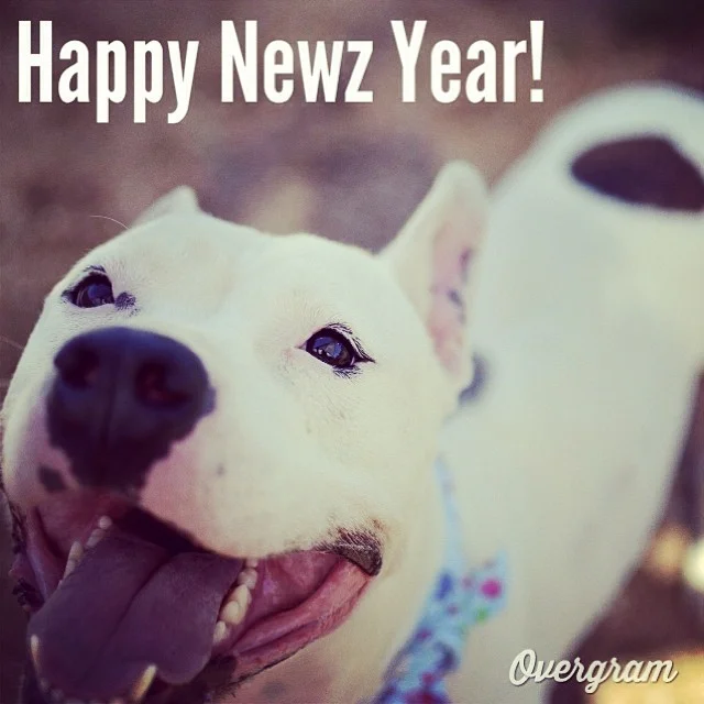 Capone hopes #2014 brings lots of happy forever homes for #shelterdogs. Meet this mannerly man at TLAC (1156 Cesar Chavez in #ATX) today! ππ #Overgram #instagood #photooftheday #igers #happynewyear #instadaily #instagramhub #mutts #staffies #adoptme #dogs #austinanimalcenter #bestoftheday #igdaily #instagramers #rescuedogs #atx–posted by hardluckhoundsaustin on Instagram