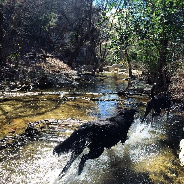 Audrey #thenakeddog #austin #hiking #boarding #training #atx #dogsofaustin #dogsofinstagram–posted by thenakeddog on Instagram