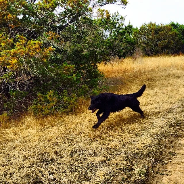 Audrey in full stride #thenakeddog #austin #hiking #boarding #training #atx #dogsofaustin #dogsofinstagram–posted by thenakeddog on Instagram
