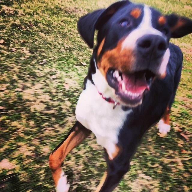 Rowdy #thenakeddog #austin #hiking #boarding #training #atx #dogsofaustin #dogsofinstagram–posted by thenakeddog on Instagram