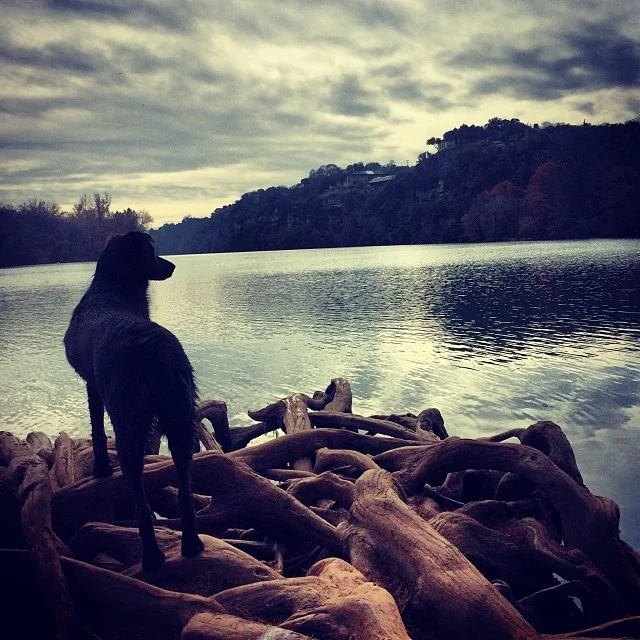 Lake gazing #thenakeddog #austin #hiking #boarding #training #atx #dogsofaustin #dogsofinstagram–posted by thenakeddog on Instagram