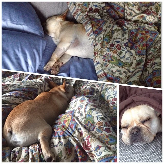 Mom thinks the way I sleep is cute….psssh whatever ππ€π€π€π€ #buhi #instafrenchie #dogslife #frenchies #frenchbullies #austin –posted by handsomethepup on Instagram