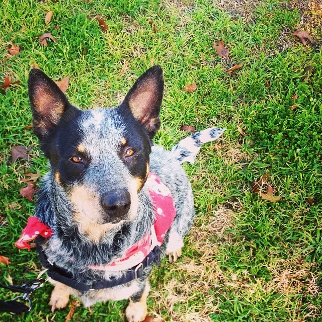 Dakota enjoyed her crisp #Christmas walk around #LadyBirdLake🎄 She’s looking forward to being #PetoftheWeek on @kvuenews Saturday at 8am. Meet this calm, well-trained gal in kennel 26 at TLAC (1156 Cesar Chavez) 🎅 #cattledogs #mutts #dogs #atx –posted by skylinepetcare on Instagram