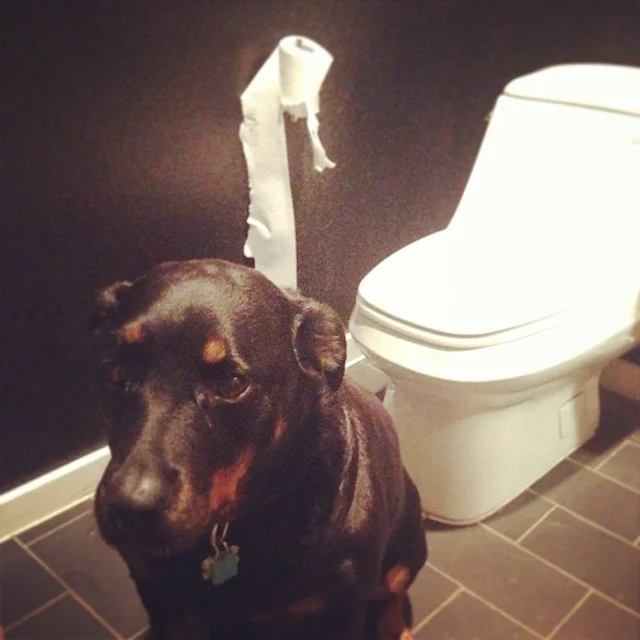 Going on 6 years now. Bad dad? Bad dog? Or just spoiled? #rottiesofig @carlyuson–posted by jasonuson on Instagram