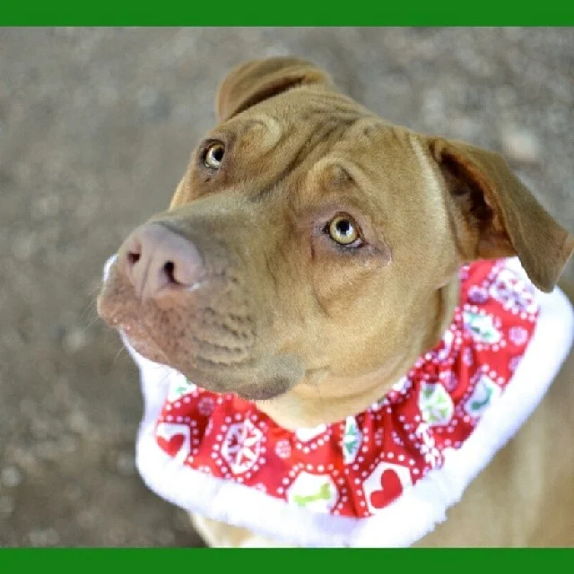 The eyes have it! Melody has lived around children, is good in the home, is crate trained, and oh so affectionate. She just needs a #homefortheholidays
#bslsucks #upforadoption #endbsl #adoptme #adoptdontshop #luvabull_furever #luv_for_pitbulls #spreadtherumer #mustlovebullies #pitbullinstagram #staffygram #loveastaffy #staffiesofig #flopdontcrop #savealife #saveashelterdog #spayandneuter #rescue #volunteer #donate #atxpibbles #bullylove #fosterme #atxrescues #dogsintheatx #dogsofinstagram #muttsofinstagram #upforadoption
Town Lake Animal Center
Ausrin, TX
Midori Tanaka - Photographer–posted by luv_for_pitbulls on Instagram