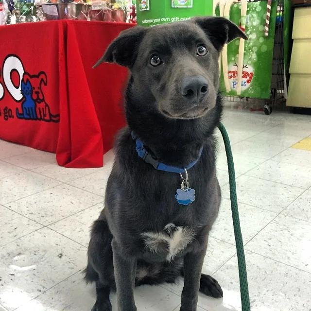 Sylvie the pup got to go on a special field trip to Petco on this rainy morning to get some rawhide for her puppy teeth! #thenakeddog #austin #hiking #boarding #training #atx #dogsofaustin #dogsofinstagram–posted by thenakeddog on Instagram