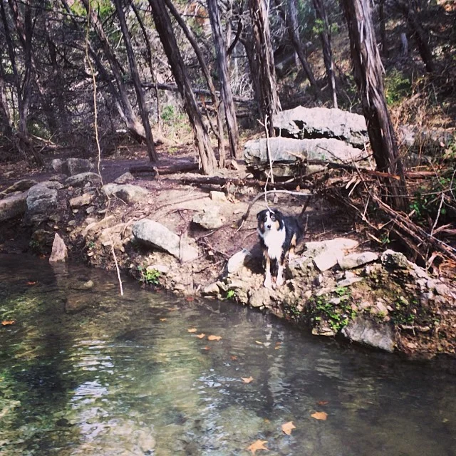 Cassie having a seat by the water #thenakeddog #austin #hiking #boarding #training #atx #dogsofaustin #dogsofinstagram–posted by thenakeddog on Instagram