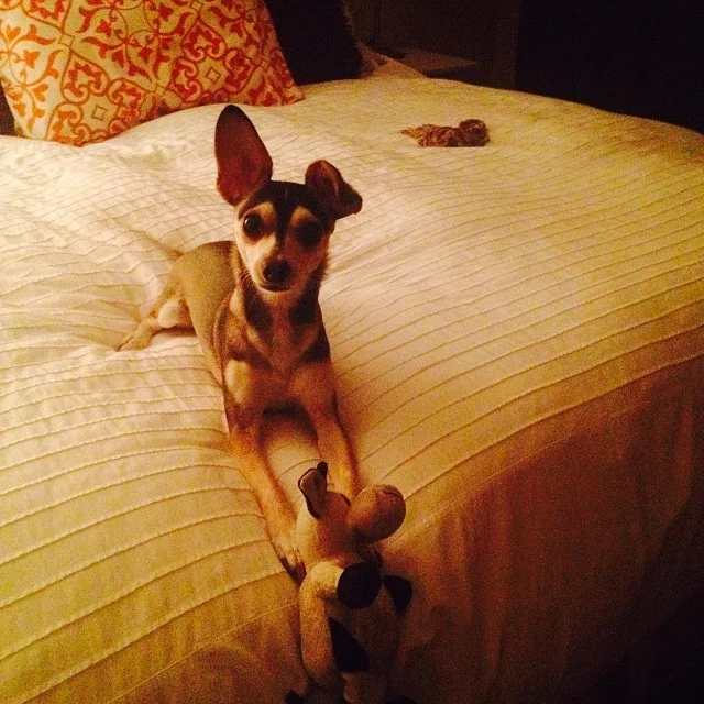As he brings yet another toy on to my bed, I imagine him singing a rousing rendition of “This Land Is Your Land”. In his head. –posted by austindirtydog on Instagram