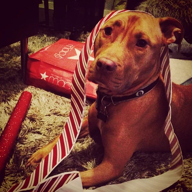 Rain tangled up in the Christmas ribbon. #pitbull #macys #holidays–posted by carlyuson on Instagram