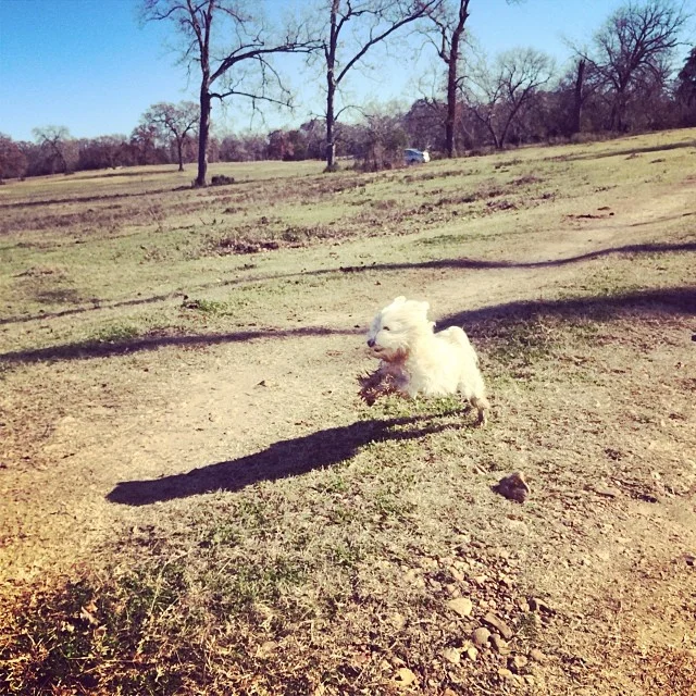Daisy on the ranch #thenakeddog #austin #hiking #boarding #training #atx #dogsofaustin #dogsofinstagram–posted by thenakeddog on Instagram