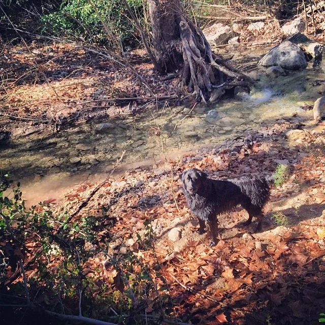 Audrey striking a pose #thenakeddog #austin #hiking #boarding #training #atx #dogsofaustin #dogsofinstagram–posted by thenakeddog on Instagram