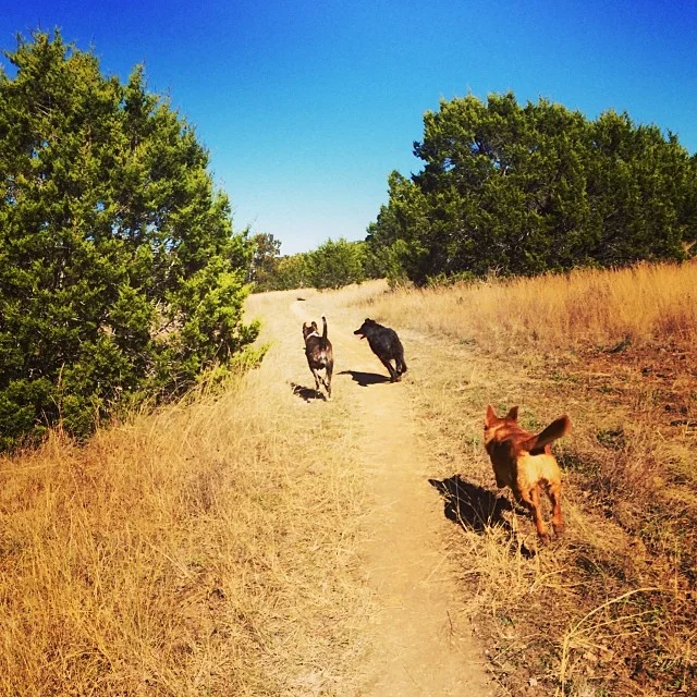 Happy booties #thenakeddog #austin #hiking #boarding #training #atx #dogsofaustin #dogsofinstagram–posted by thenakeddog on Instagram