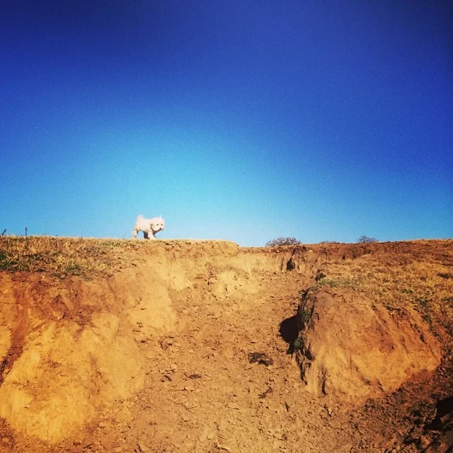 Queen of the hill #thenakeddog #austin #hiking #boarding #training #atx #dogsofaustin #dogsofinstagram–posted by thenakeddog on Instagram